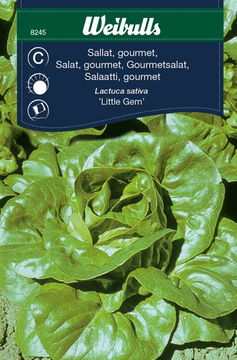 Salat, gourmet 'Little Gem'